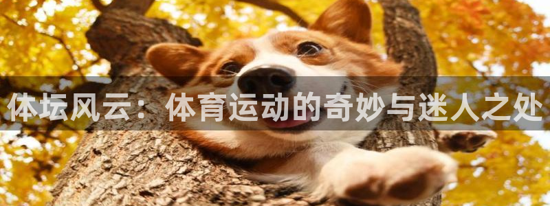 vsport体育官方正版app神州：体坛风云：体育运动的奇妙